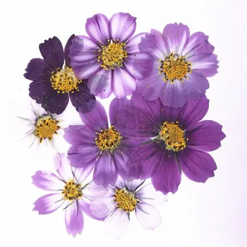 50pcs 4-7cm Džiovintų Presuotų Violetinė Kosmosas Bipinnata Cav. Gėlių Atvirukas Papuošalai Žymą Amatų 